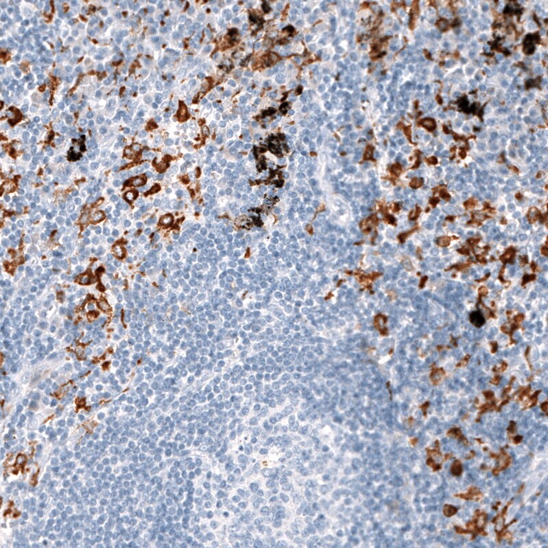 CD163 Antibody (CL10658) - Azide and BSA Free Immunohistochemistry-Paraffin: CD163 Antibody [NBP3-44148]