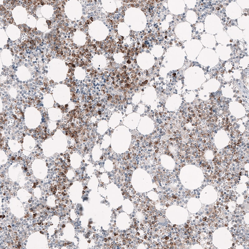 GPR97 Antibody (CL11474) - Azide and BSA Free Immunohistochemistry-Paraffin: GPR97 Antibody [NBP3-44149]