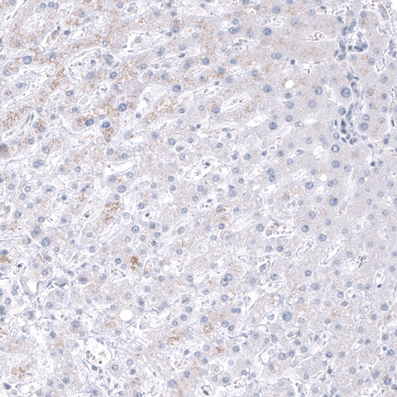 GPR97 Antibody (CL11474) - Azide and BSA Free Immunohistochemistry-Paraffin: GPR97 Antibody [NBP3-44149]