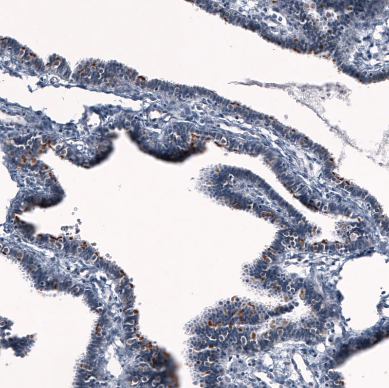 ANO2 Antibody (CL10631) - Azide and BSA Free Immunohistochemistry-Paraffin: ANO2 Antibody [NBP3-44151]