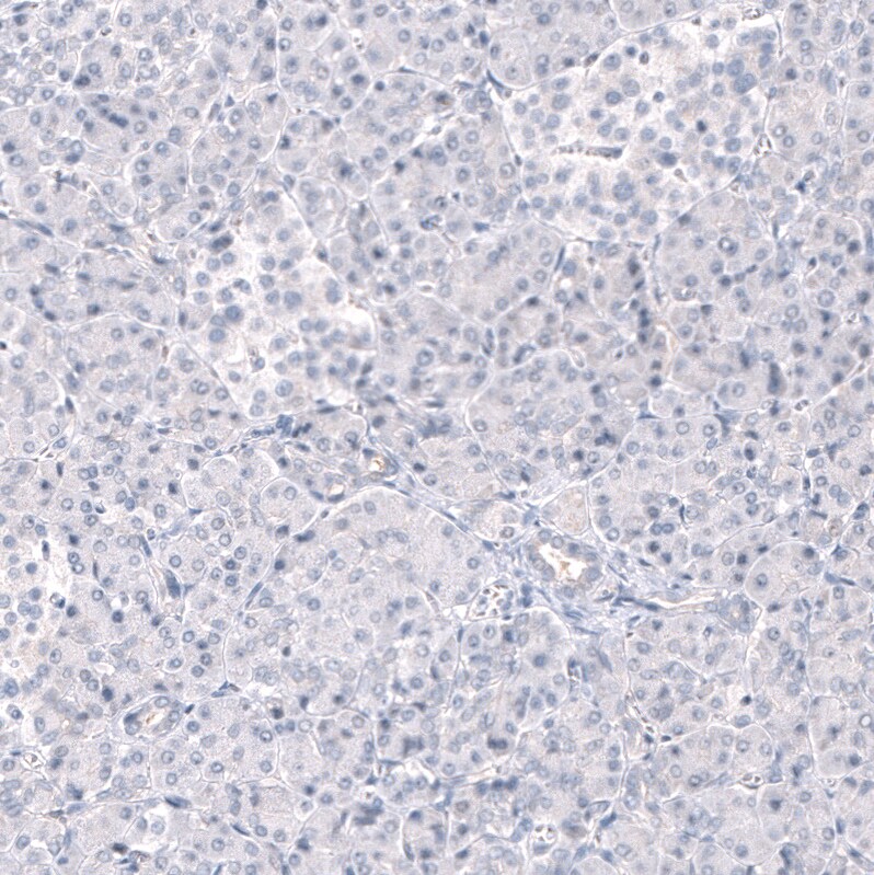 ANO2 Antibody (CL10631) - Azide and BSA Free Immunohistochemistry-Paraffin: ANO2 Antibody [NBP3-44151]