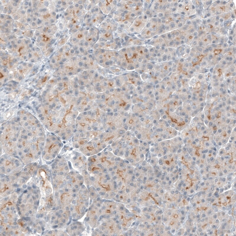 TMPRSS2 Antibody (CL12514) - Azide and BSA Free Immunohistochemistry-Paraffin: TMPRSS2 Antibody [NBP3-44152]