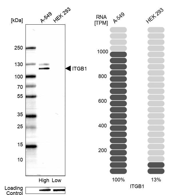 Integrin beta 1/CD29 Antibody (CL15606) - Azide and BSA Free Western Blot: Integrin beta 1/CD29 Antibody [NBP3-44157]