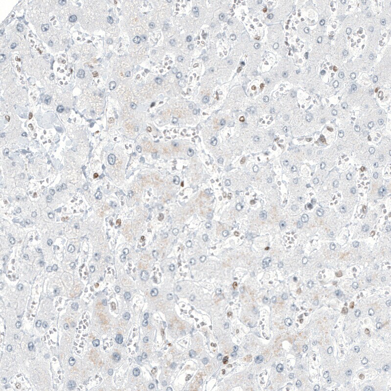 Transcription factor E3 Antibody (CL12822) - Azide and BSA Free Immunohistochemistry-Paraffin: Transcription factor E3 Antibody [NBP3-44162]