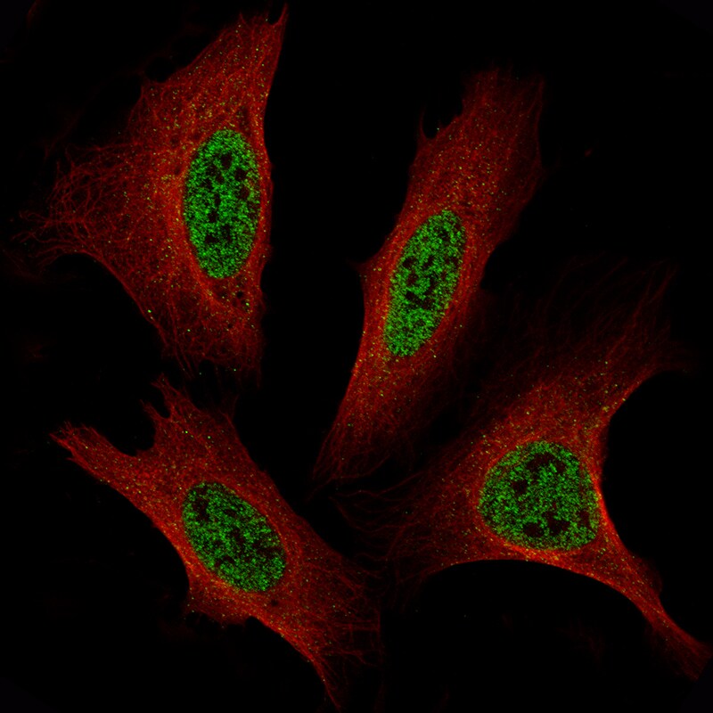 Transcription factor E3 Antibody (CL12822) - Azide and BSA Free Immunocytochemistry/ Immunofluorescence: Transcription factor E3 Antibody [NBP3-44162]