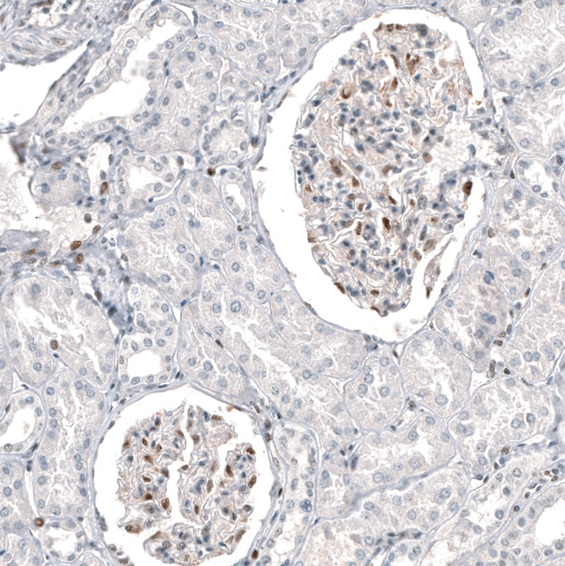 Transcription factor E3 Antibody (CL12810) - Azide and BSA Free Immunohistochemistry-Paraffin: Transcription factor E3 Antibody [NBP3-44163]