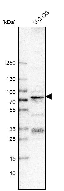 Transcription factor E3 Antibody (CL12810) - Azide and BSA Free Western Blot: Transcription factor E3 Antibody [NBP3-44163]