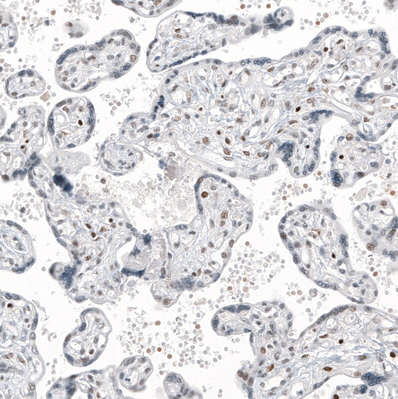 Transcription factor E3 Antibody (CL12810) - Azide and BSA Free Immunohistochemistry-Paraffin: Transcription factor E3 Antibody [NBP3-44163]