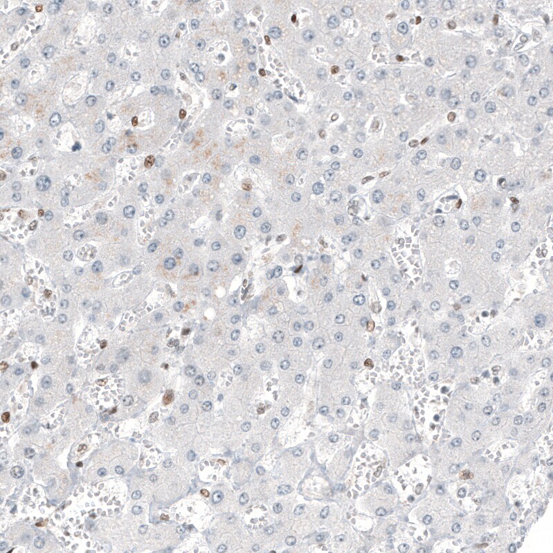 Transcription factor E3 Antibody (CL12810) - Azide and BSA Free Immunohistochemistry-Paraffin: Transcription factor E3 Antibody [NBP3-44163]