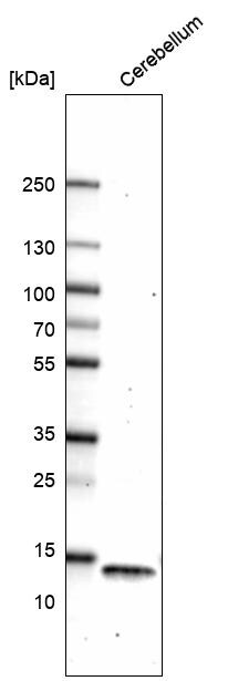 Parvalbumin Antibody (CL15070) - Azide and BSA Free Western Blot: Parvalbumin Antibody [NBP3-44164]