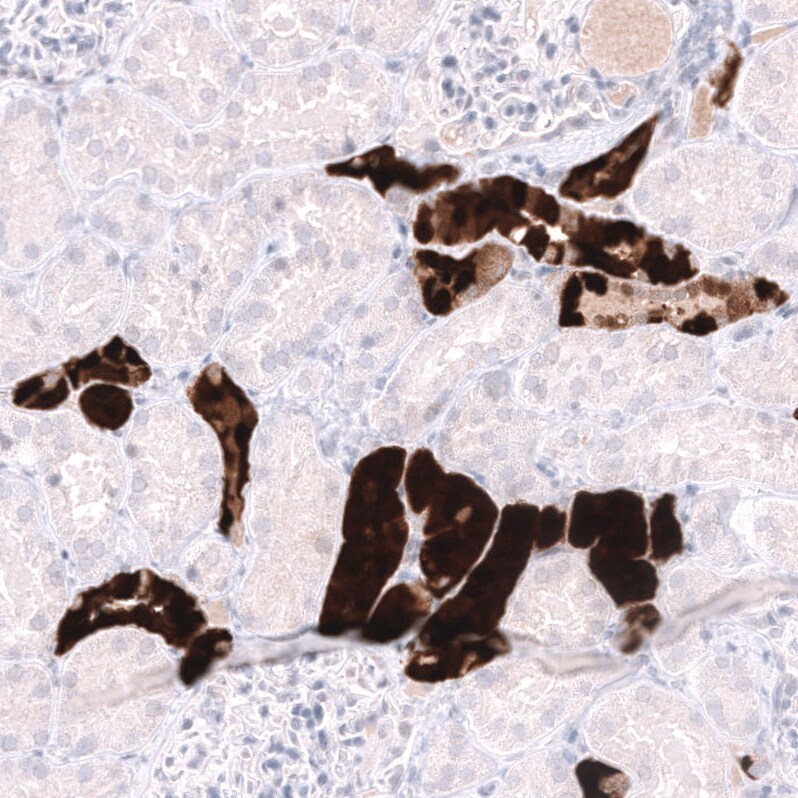 Parvalbumin Antibody (CL15072) - Azide and BSA Free Immunohistochemistry-Paraffin: Parvalbumin Antibody [NBP3-44165]