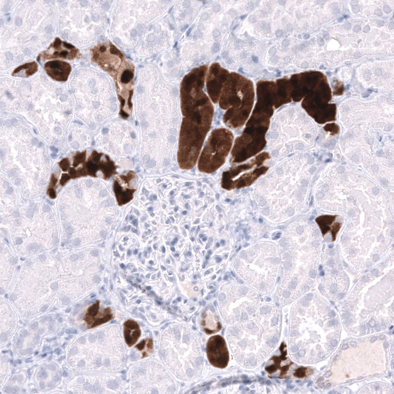 Parvalbumin Antibody (CL15073) - Azide and BSA Free Immunohistochemistry-Paraffin: Parvalbumin Antibody [NBP3-44166]