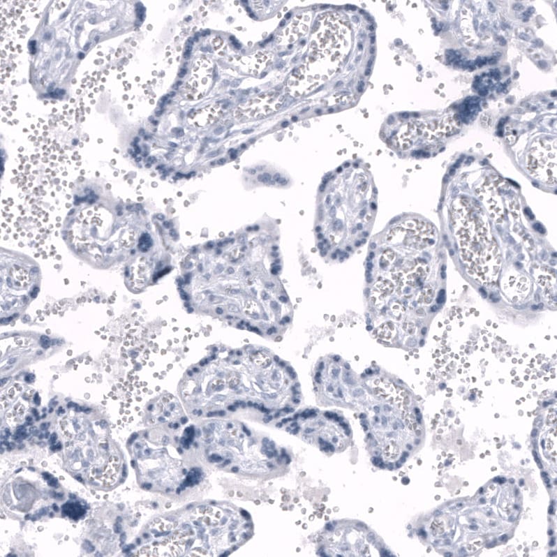 Nociceptin Antibody (CL15085) - Azide and BSA Free Immunohistochemistry-Paraffin: Nociceptin Antibody [NBP3-44174]