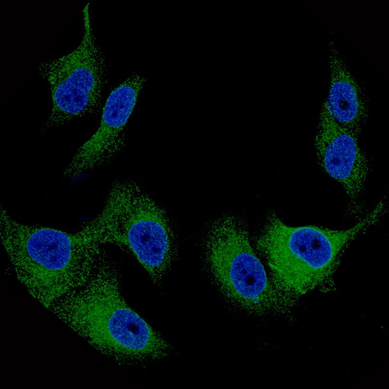 Melan-A/MART-1 Antibody (CL12863) - Azide and BSA Free Immunocytochemistry/ Immunofluorescence: Melan-A/MART-1 Antibody [NBP3-44177]