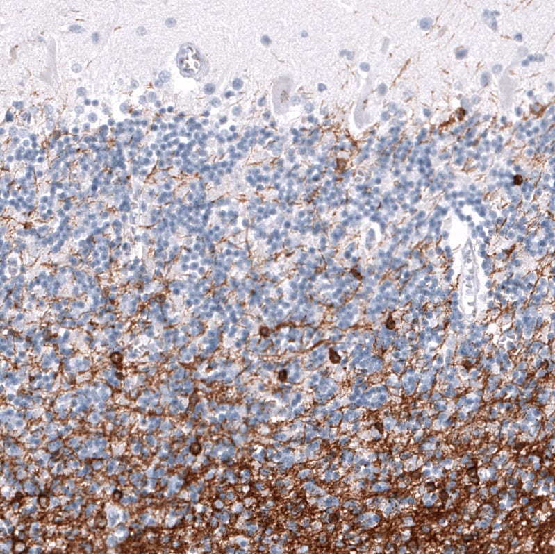 OPALIN Antibody (CL11142) - Azide and BSA Free Immunohistochemistry-Paraffin: OPALIN Antibody [NBP3-44178]