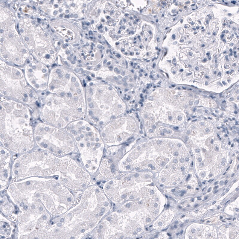 OPALIN Antibody (CL11142) - Azide and BSA Free Immunohistochemistry-Paraffin: OPALIN Antibody [NBP3-44178]
