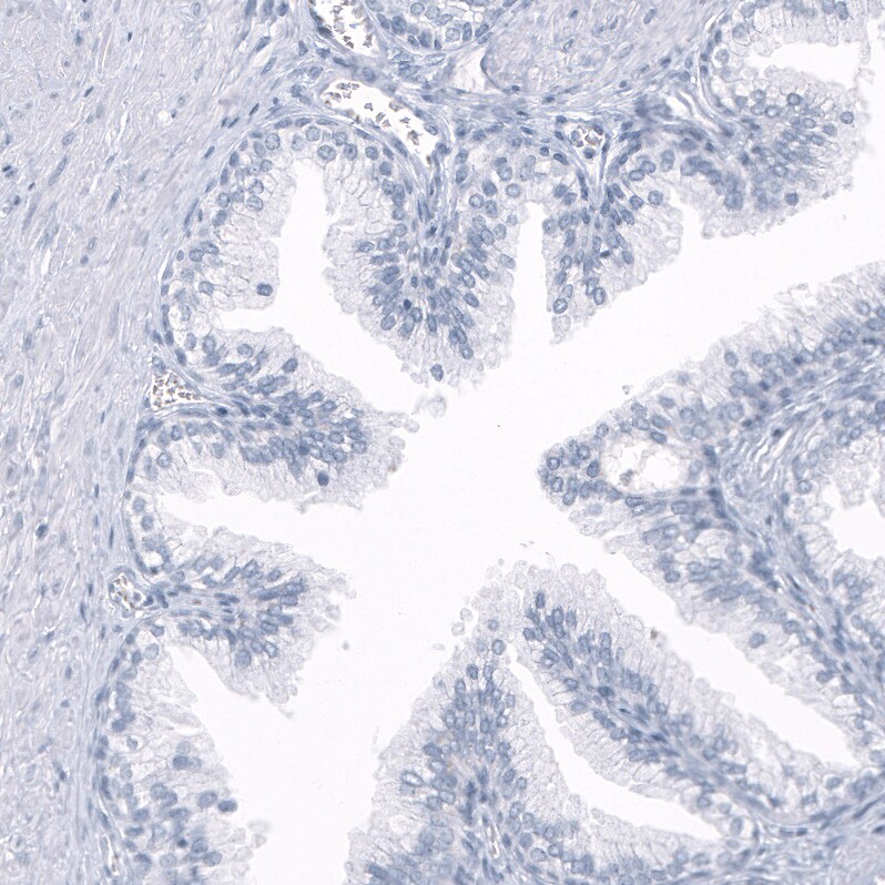 OPALIN Antibody (CL11142) - Azide and BSA Free Immunohistochemistry-Paraffin: OPALIN Antibody [NBP3-44178]