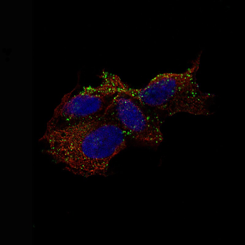 Chromogranin B Antibody (CL11404) - Azide and BSA Free Immunocytochemistry/ Immunofluorescence: Chromogranin B Antibody [NBP3-44183]