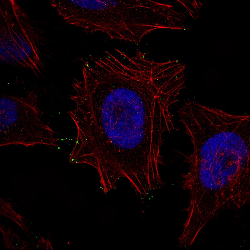 myosin X Antibody (CL8994) - Azide and BSA Free Immunocytochemistry/ Immunofluorescence: myosin X Antibody [NBP3-44189]
