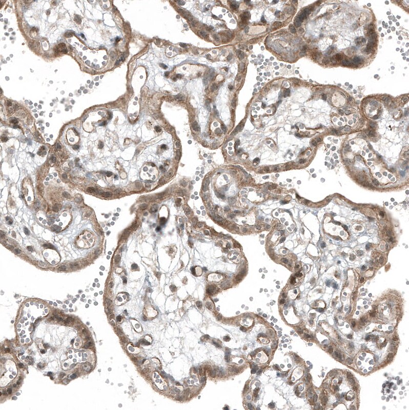 myosin X Antibody (CL9032) - Azide and BSA Free Immunohistochemistry-Paraffin: myosin X Antibody [NBP3-44191]