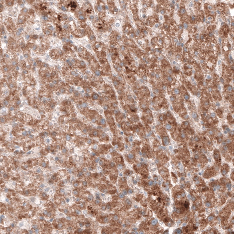 G6PC Antibody (CL5817) - Azide and BSA Free Immunohistochemistry-Paraffin: G6PC Antibody [NBP3-44192]