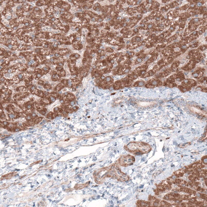 G6PC Antibody (CL5818) - Azide and BSA Free Immunohistochemistry-Paraffin: G6PC Antibody [NBP3-44193]