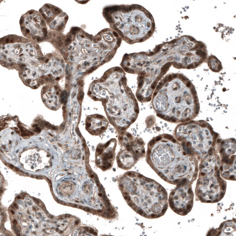 CDK2 Antibody (CL7990) - Azide and BSA Free Immunohistochemistry-Paraffin: CDK2 Antibody [NBP3-44198]