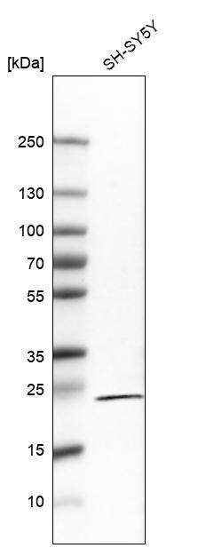 RGS5 Antibody (CL5568) - Azide and BSA Free Western Blot: RGS5 Antibody [NBP3-44203]