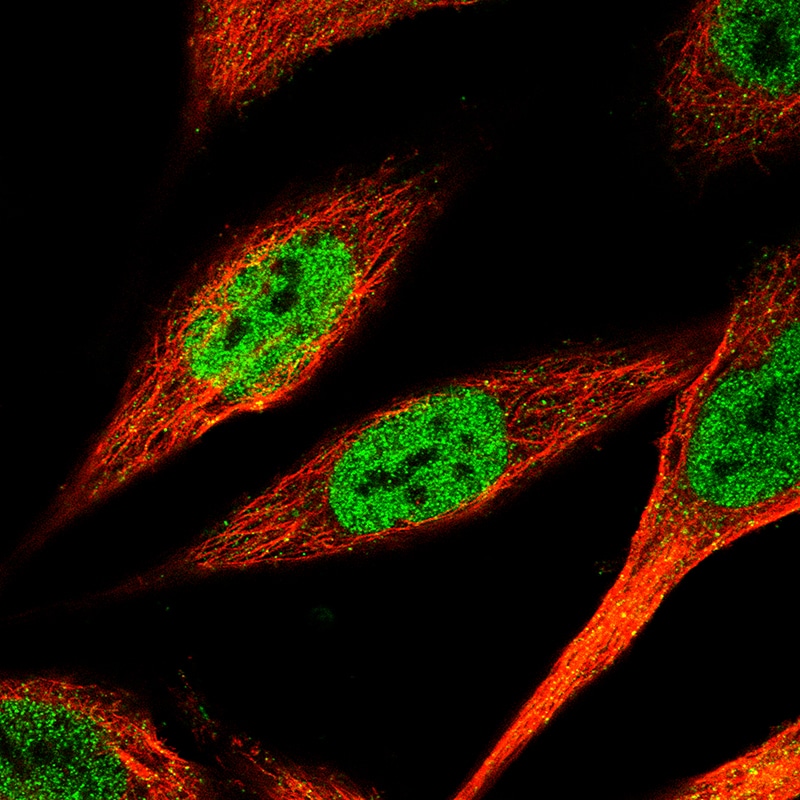 KLF4 Antibody (CL5782) - Azide and BSA Free Immunocytochemistry/ Immunofluorescence: KLF4 Antibody [NBP3-44207]