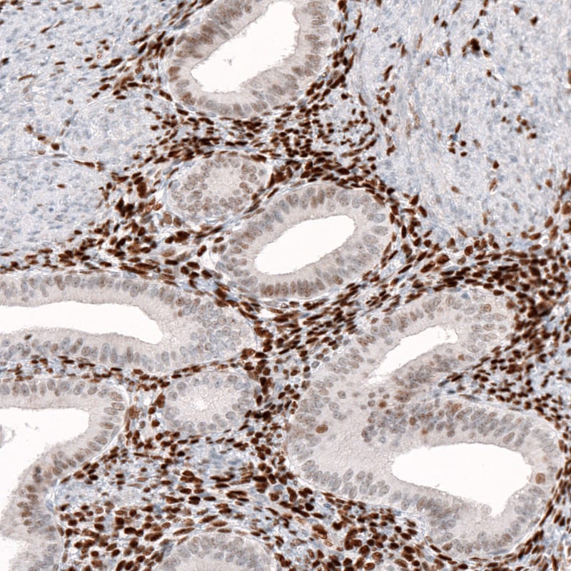 KLF4 Antibody (CL5785) - Azide and BSA Free Immunohistochemistry-Paraffin: KLF4 Antibody [NBP3-44208]