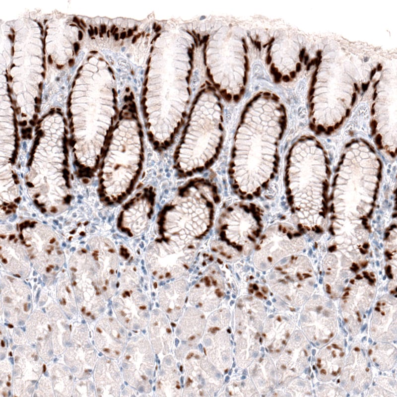 KLF4 Antibody (CL5785) - Azide and BSA Free Immunohistochemistry-Paraffin: KLF4 Antibody [NBP3-44208]