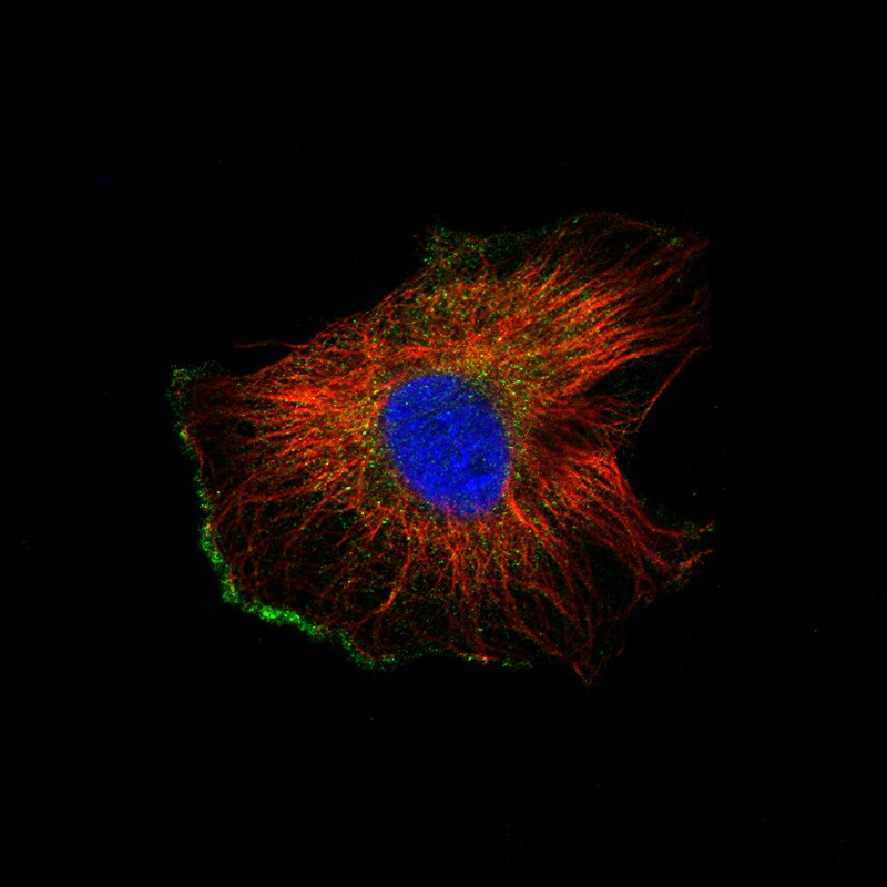 IL-7 Antibody (CL11132) - Azide and BSA Free Immunocytochemistry/ Immunofluorescence: IL-7 Antibody [NBP3-44211]