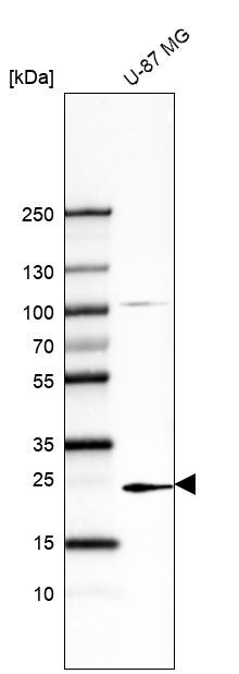 TREM1 Antibody (CL7111) - Azide and BSA Free Western Blot: TREM1 Antibody [NBP3-44214]