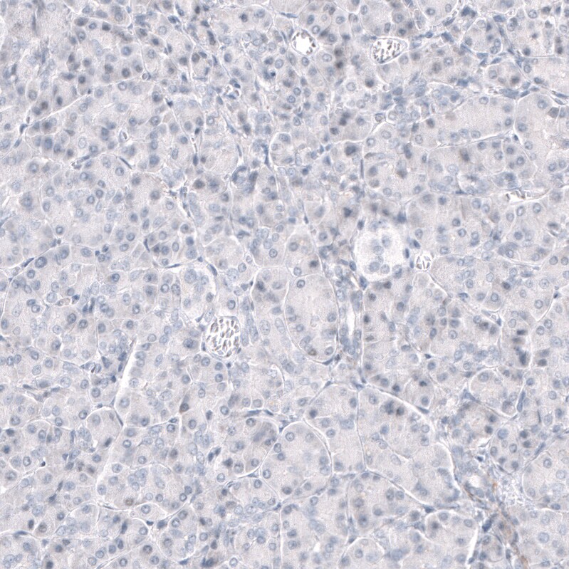 GPR17 Antibody (CL10474) - Azide and BSA Free Immunohistochemistry-Paraffin: GPR17 Antibody [NBP3-44216]