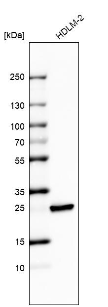 Bcl-2 Antibody (CL7935) - Azide and BSA Free Western Blot: Bcl-2 Antibody [NBP3-44218]