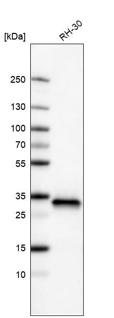 CDK4 Antibody (CL8102) - Azide and BSA Free Western Blot: CDK4 Antibody [NBP3-44220]