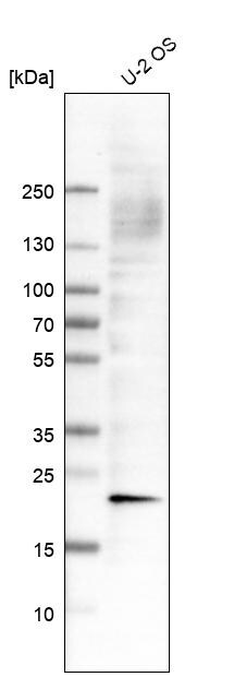 AlphaB Crystallin/CRYAB Antibody (CL10765) - Azide and BSA Free Western Blot: AlphaB Crystallin/CRYAB Antibody [NBP3-44221]