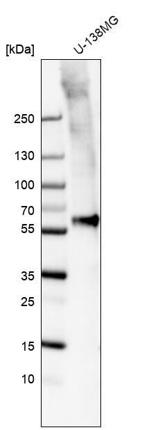 Smad2 Antibody (CL8472) - Azide and BSA Free Western Blot: Smad2 Antibody [NBP3-44228]