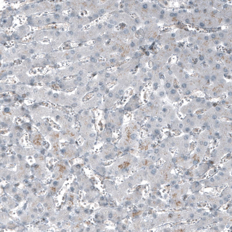 SF-1/NR5A1/Steroidogenic Factor 1 Antibody (CL9101) - Azide and BSA Free Immunohistochemistry-Paraffin: SF-1/NR5A1/Steroidogenic Factor 1 Antibody [NBP3-44229]