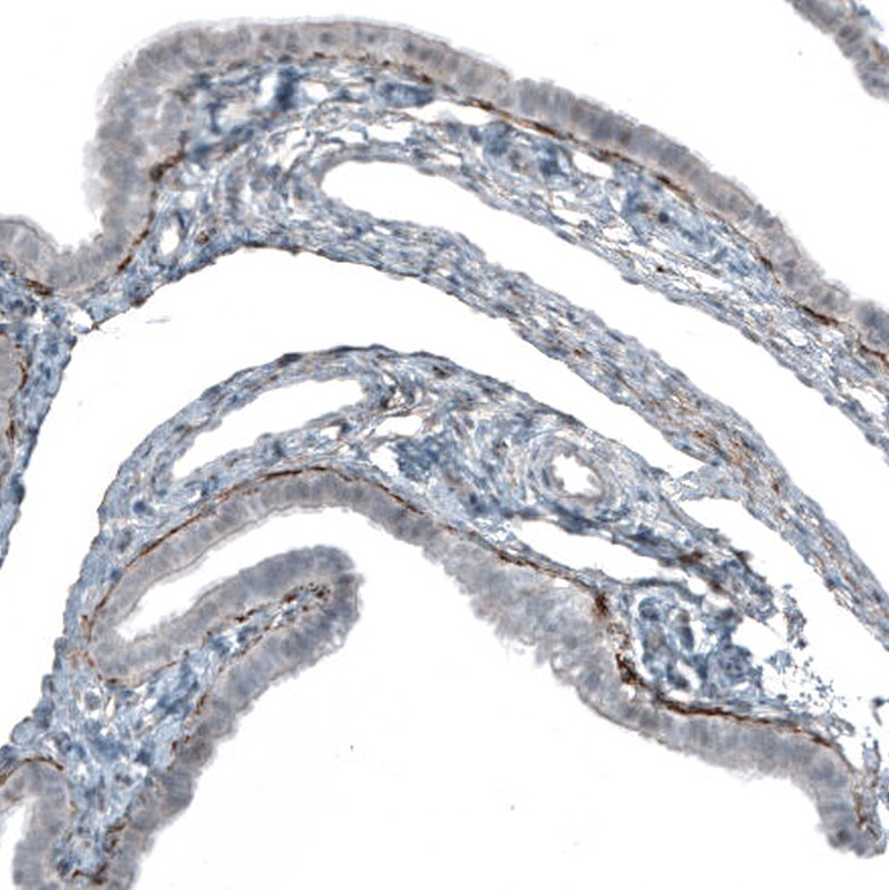 FGF18 Antibody (CL7628) - Azide and BSA Free Immunohistochemistry-Paraffin: FGF18 Antibody [NBP3-44231]