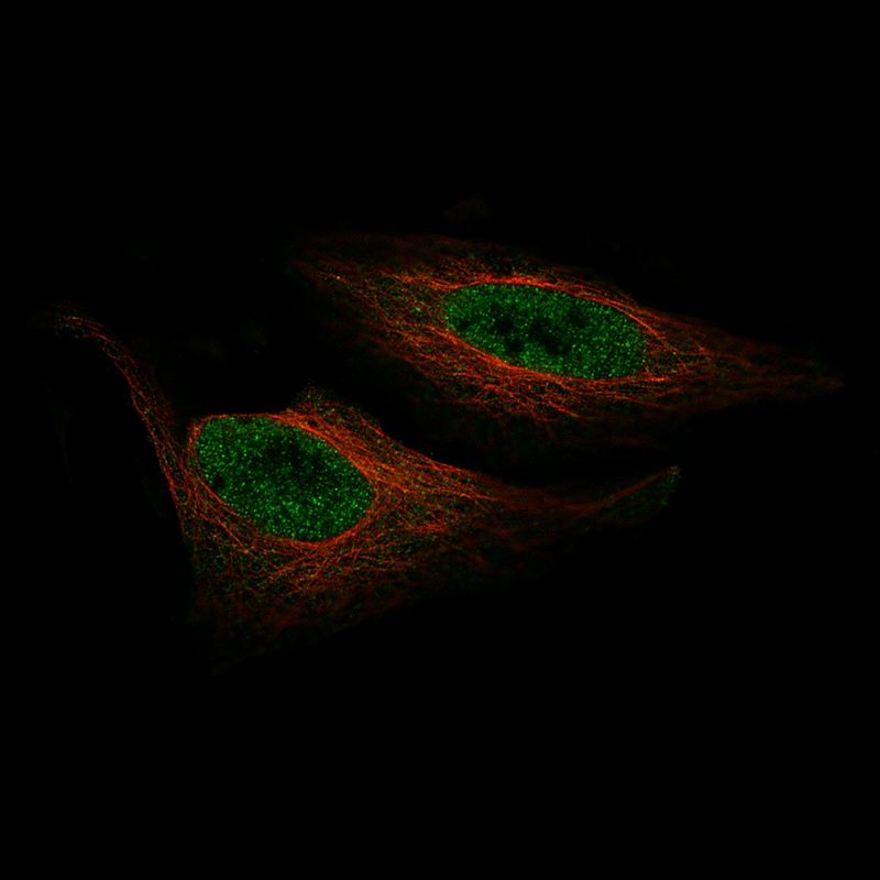 ZNF10 Antibody (CL9744) - Azide and BSA Free Immunocytochemistry/ Immunofluorescence: ZNF10 Antibody [NBP3-44232]