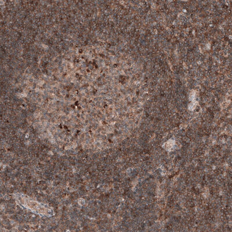 IL-4I1 Antibody (CL9071) - Azide and BSA Free Immunohistochemistry-Paraffin: IL-4I1 Antibody [NBP3-44235]
