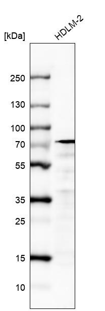 IL-4I1 Antibody (CL9071) - Azide and BSA Free Western Blot: IL-4I1 Antibody [NBP3-44235]
