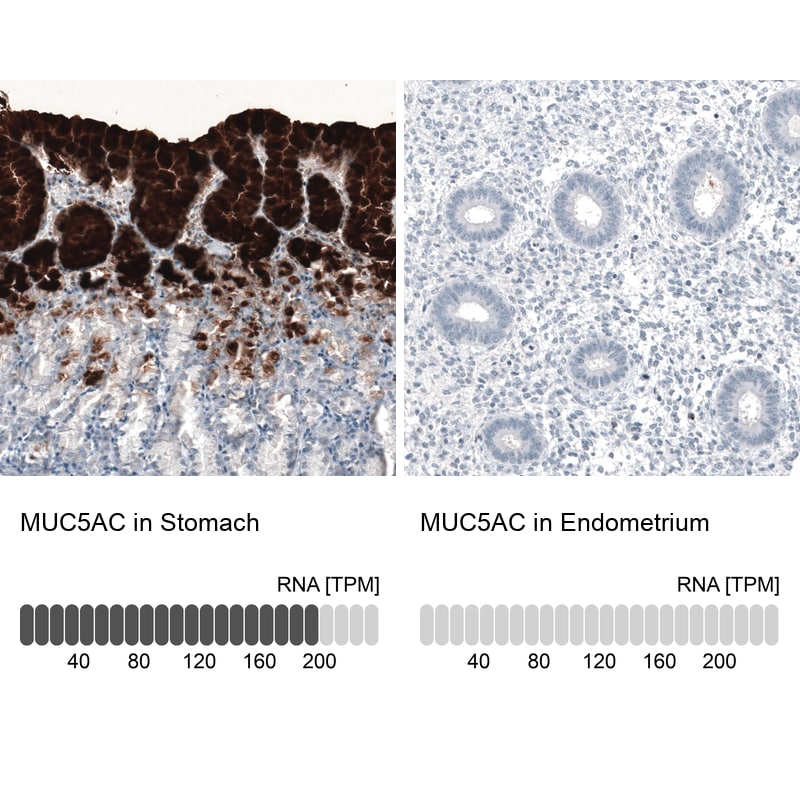 MUC5AC Antibody (CL8961) - Azide and BSA Free Immunohistochemistry-Paraffin: MUC5AC Antibody [NBP3-44238]