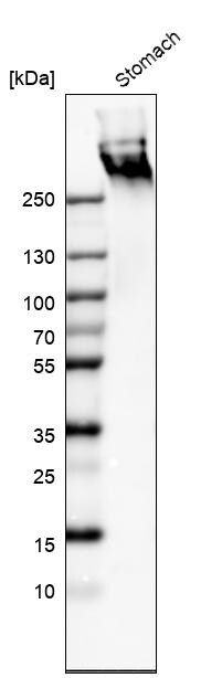 MUC5AC Antibody (CL8961) - Azide and BSA Free Western Blot: MUC5AC Antibody [NBP3-44238]