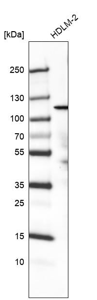 PIK3CA Antibody (CL8345) - Azide and BSA Free Western Blot: PIK3CA Antibody [NBP3-44240]