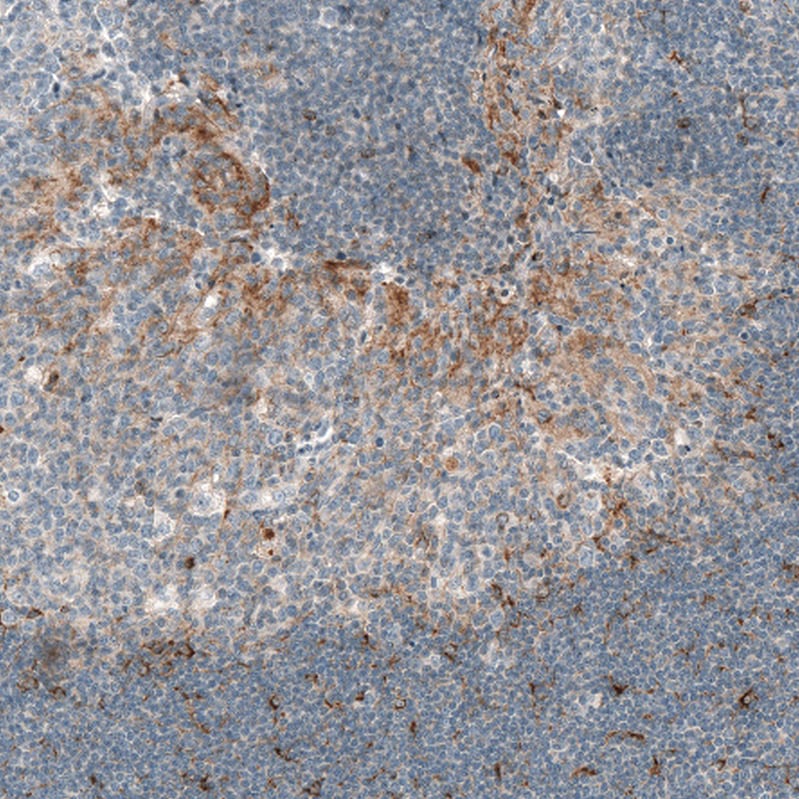 CXCL13/BLC/BCA-1 Antibody (CL10543) - Azide and BSA Free Immunohistochemistry-Paraffin: CXCL13/BLC/BCA-1 Antibody [NBP3-44241]