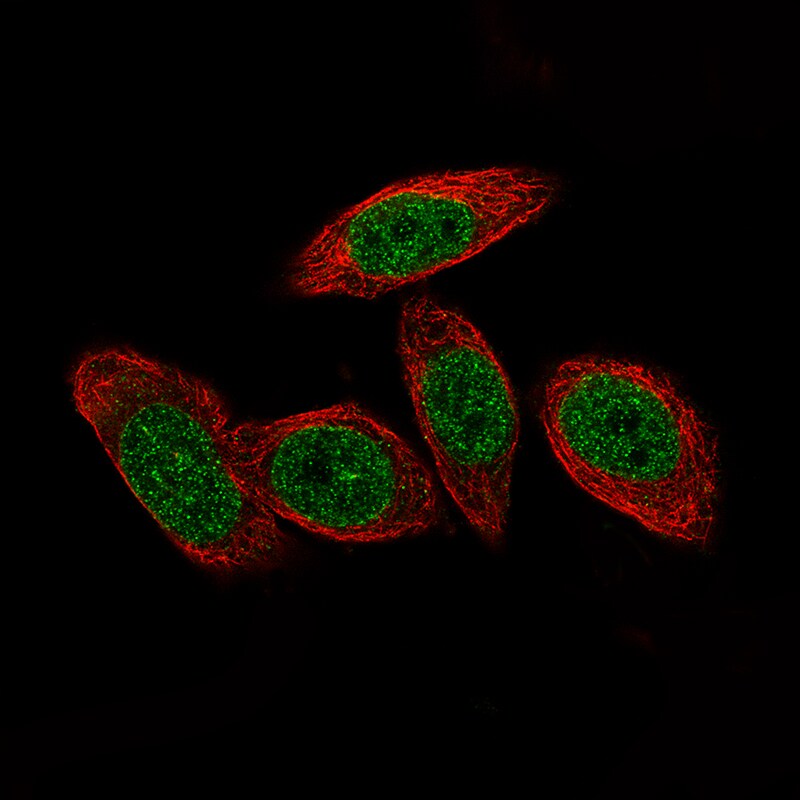 Macro H2A.2 Antibody (CL5263) - Azide and BSA Free Immunocytochemistry/ Immunofluorescence: Macro H2A.2 Antibody [NBP3-44246]