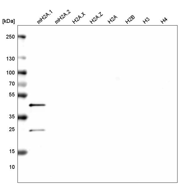 Histone H2AY/macroH2A.1 Antibody (CL5245) - Azide and BSA Free Western Blot: Histone H2AY/macroH2A.1 Antibody [NBP3-44248]