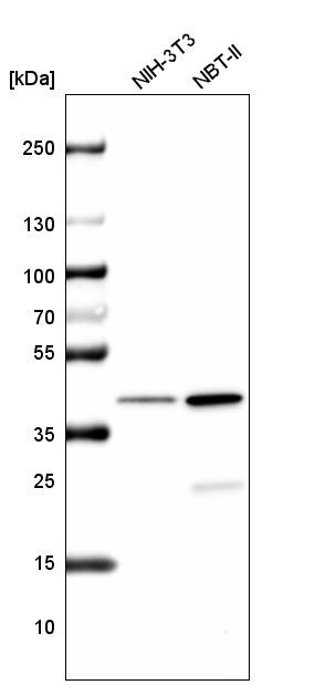 Histone H2AY/macroH2A.1 Antibody (CL5245) - Azide and BSA Free Western Blot: Histone H2AY/macroH2A.1 Antibody [NBP3-44248]
